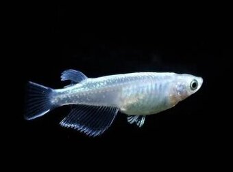 Medaka Japonská Metallic - Oryzias latipes
