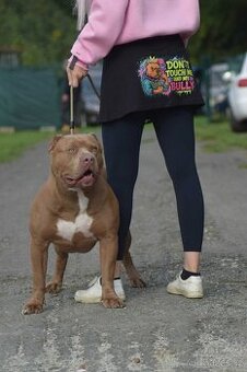 🐾 American Bully XL – krycí pes SBK Busan 🔥
