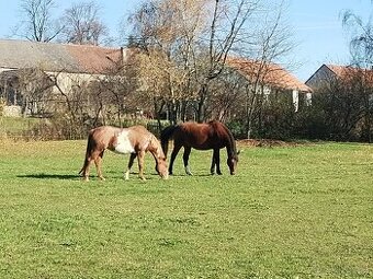 sháním drezurní sedlo