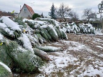 Vánoční stromky