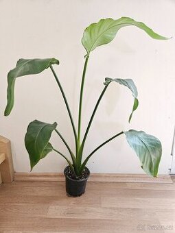 STRELITZIA královská 80cm