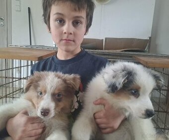 Chovatelská stanice nabízí štěňátka australských ovčáků s PP