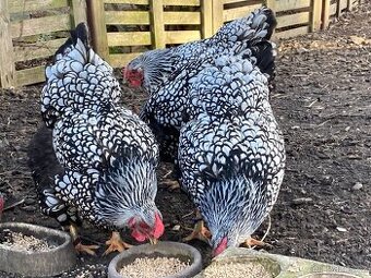 Násadová vejce Wyandotka Velká