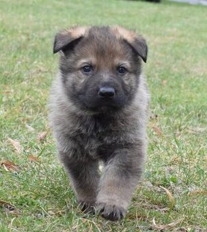 Německý ovčák - štěně s PP