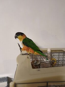 Ručně dokrmená, amazonek černotemenný