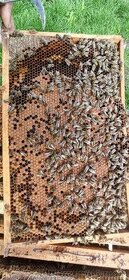 Vyzimovaná včelstva 39x24
