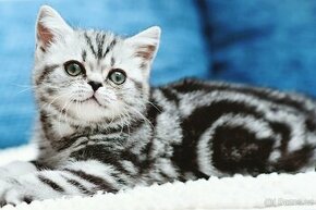 Britské “whiskas” koťátko - kočička