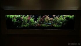 Akvarijní rostliny-pravidelný prostřih