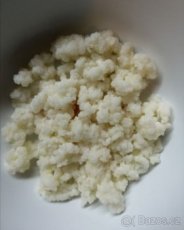Tibetská houba na mléčný probiotický kefir - 1