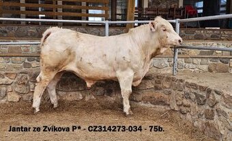 Plemenní býci Charolais - II.turnus 2025