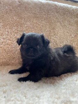 Mops bez PP