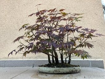 Bonsai, Bonsaj, japonský javor, lesík