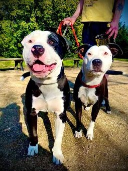 Amstaff štěňata - 1