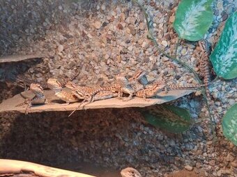 Agama vousatá - mláďata - 1