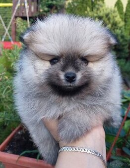 Pomeranian štěňátka
