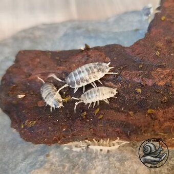 Porcellio laevis Dairy Cow