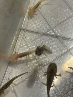 Axolotl