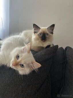 Ragdoll koťátka
