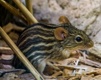 Myš zebrovaná (Lemniscomys barbarus)
