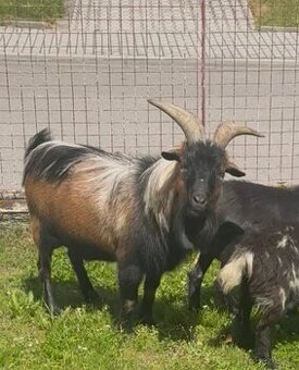 Prodám kamerunského kozlíka