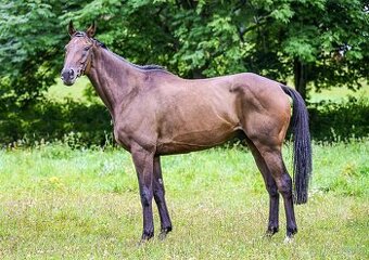 Prodám valacha A1/1