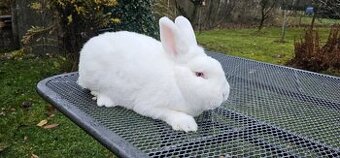 Prodam Novozelandský bily