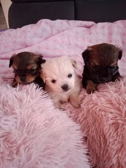 Yorksirsky/Jorksirsky terier X