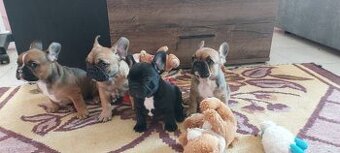 Francouzský buldoček