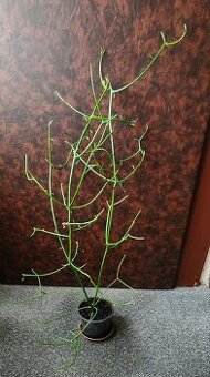 Věšák - pokojovka