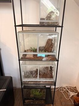 Sklípkani + terária