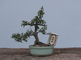 Prodám bonsai, bonsaj
