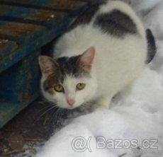 Kočka v srdci,z.s.nabízí k adopci:Plašší bílomour Martínek - 1
