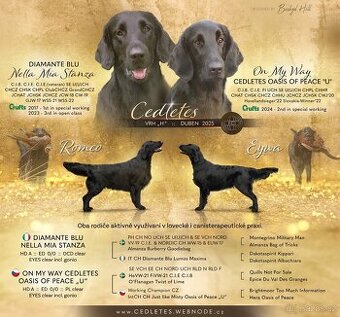 Flat coated retriever s PP - CHS Cedletes