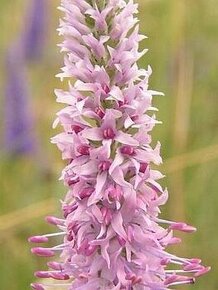 Rozrazil klasnatý - Veronika spicata 4000 semen 50 Kč