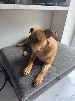 Daruji Křížence Ridgeback x Staffordshire