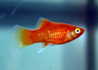 Plata Korálová - Xiphophorus maculatus 'Coral'