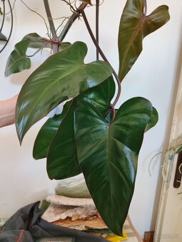 Philodendron - 1