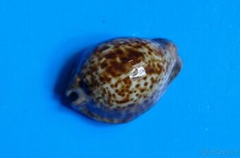 Tronna stercoraria minima - 1