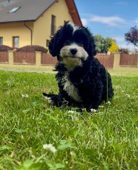 Cavapoo pejsek s pp- registrací