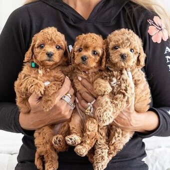 Maltipoo