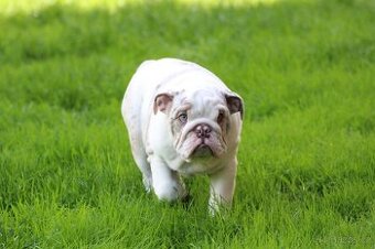 Staroanglický buldok/Old English bulldog