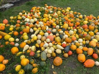 Dýně k dekoraci