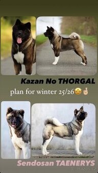 Americká akita- plánovaný vrh ,,D”