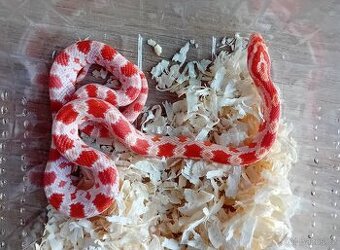 Užovka červená het Scaleless