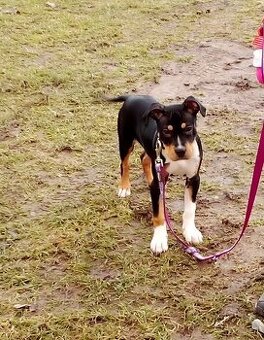 Štěně stafordširsky teriér fenka