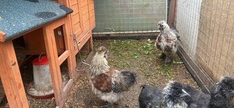 Hedvabnička kohouti