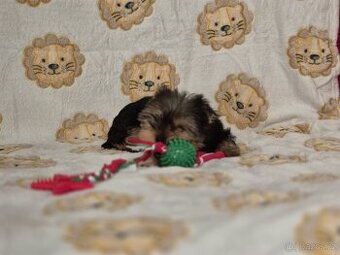 Jorkšírský teriér bez PP.(fenečka).