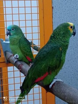 Amazoňan modročelí