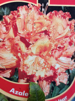 Azalka vekokvětá - 1