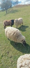 Ovce - kříženka Zwartbles - stáří cca. 3 roky
